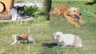 Kütahyada 4 ayda bin 150 sokak köpeği kısırlaştırıldı