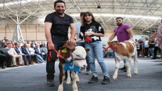 Kuzu ve buzağılar güzellikte yarıştı