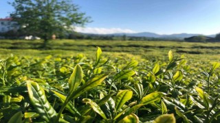 Lipton Doğu Karadenizde çay hasadına başladı