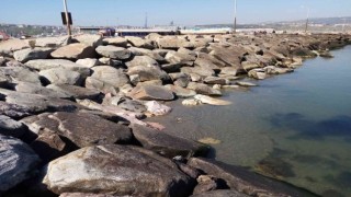 Lodos esti, deniz yerine geldi