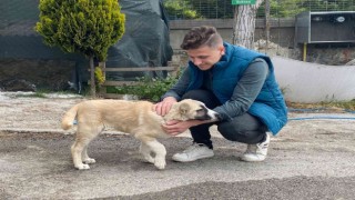 Maltepede sokak köpeğini ezen taksici, arkasına bakmadan kaçtı