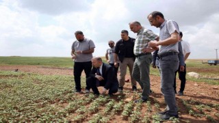 Mardin Büyükşehir Belediyesinden çölyak hastalarına müjdeli haber