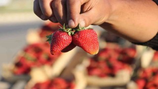 Market çalışanı ücreti yetersiz bulunca çilek işine girdi: Yıllık kazancı 800 bin TL