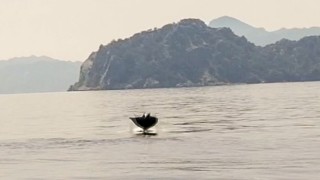 Marmaris açıklarında Hayalet Vatoz sürprizi