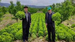 Marul tarlada 2 lira tezgahta 10 lira