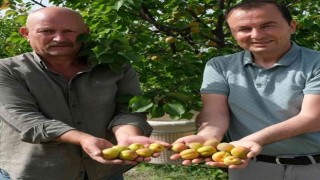 Mersinde sofralık kayısı hasadı başladı