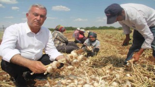 Meşhur araban sarımsağında hasat zamanı