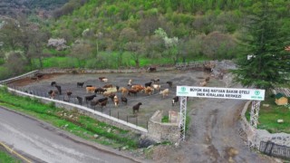 Mesudiyeye Hayvan Organize İhtisas Bölgesi müjdesi