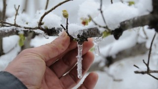 Meteorolojiden zirai don ve kırağı uyarısı