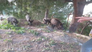 Milasta mahalle sakinleri domuzlara yiyecek verdi