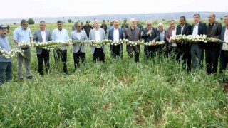 Milletvekili Erdoğan Çiftçiler Gününü tarlada kutladı