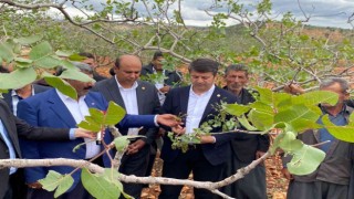 Milletvekili Tutdere: “Dolu afetinden dolayı ağaçlarda dal, ekinlerde başak kalmadı”