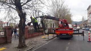 Milli Egemenlik Parkındaki ağaçlara gençlik aşısı