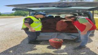 Muğlada 1,5 ton kaçak midye ele geçirildi