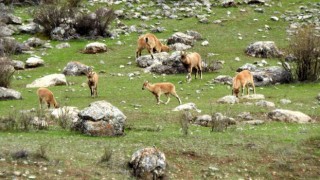 Munzur Dağlarına yaban keçileri güzellik katıyor