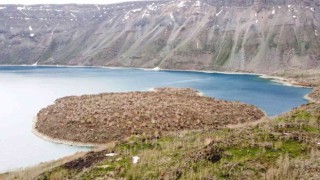 Nemrut Kalderasında geçen yıl yanan alanlar canlanmaya başladı