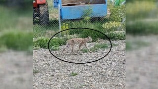 Nesli tükenme tehlikesi altında olan vaşak bahçede görüntülendi