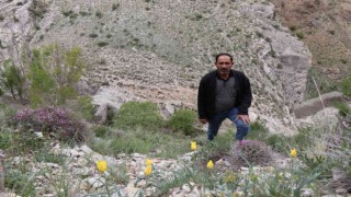 Oltuda doğal laleler Sitare Dağını süslüyor