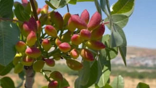 Olumsuz hava koşullarının ekili arazilere verdiği zarar tarım sigortasının önemini bir kez daha ortaya koydu
