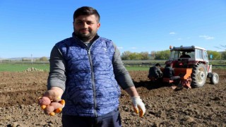 On binlerce tohumluk patatesi elleriyle toprakla buluşturdular