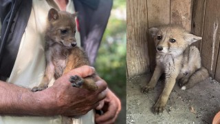 Osmaniye'de Bitkin bulunan çakal ve tilki yavruları koruma altına alındı