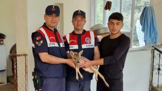 Osmaniye'de Yaralı halde bulunan karaca yavrusu tedavi altına alındı