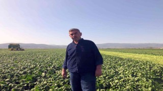 Avrupanın ıspanağı Bursadan gidiyor