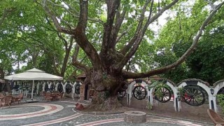 (Özel) Kazdağlarının eteklerindeki 400 yıllık anıt ağaçlar turizme kazandırılıyor