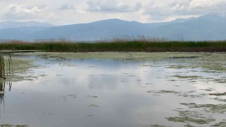 (ÖZEL) Yağışlar Eber Gölüne adeta can suyu oldu