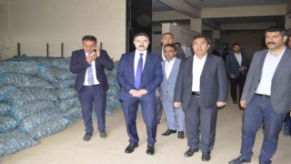 Pasinlerde 75 ton patates tohumu dağıtıldı