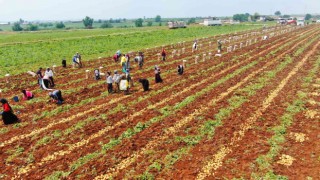 Patates üreticisinin yüzünü güldürdü