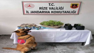 Rizede uyuşturucu operasyonu: 2 gözaltı