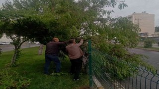 Rüzgar ve şiddetli yağış, ağaçlara zarar verdi