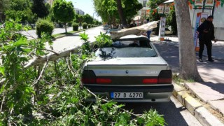 Rüzgarda kırılan dal otomobilin üzerine düştü