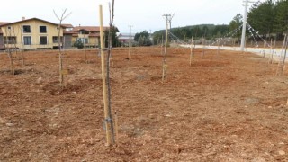 Safranboluda 55 bin fidan toprakla buluşturuldu