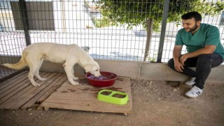 Sahipsiz köpek tedavi edildi