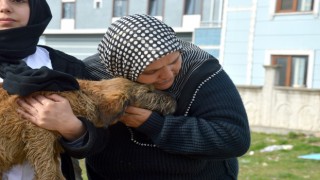 Sakaryada köpeği ile sahibinin öldürülmekle tehdit edildiği iddiası