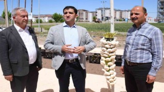 Sarımsak ve firik üreticileri altın için yarıştı