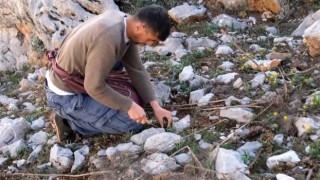 Sarp dağlarda yetişen eşsiz lezzet: ‘Çiriş otu