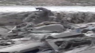 Sel sularında mahsur kalan tilkinin 11 dakikalık yaşam mücadelesi