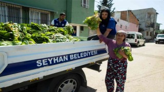 Seyhan Belediyesi ürettiği marulları halka dağıttı