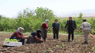 Şırnakta atıl durumdaki araziler üretimle değerleniyor