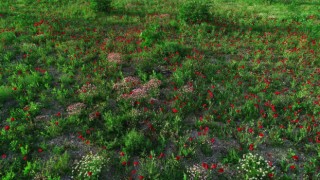 Şırnakta tarlalar kırmızıya boyandı, fotoğrafçılar için doğal stüdyo oldu