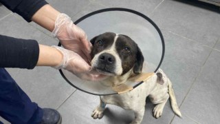 Sokak köpeğinden yumruk büyüklüğünde tümör alındı