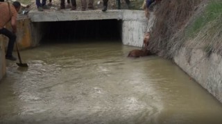 Sulama kanalına düşen hayvanlar kurtarıldı