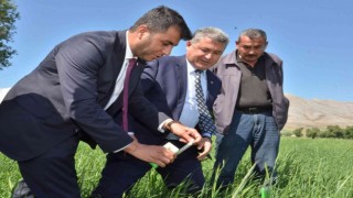 Süne ile mücadele için tarlalara 130 bin arıcık salındı