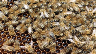 TAB Başkanı Şahinden varroa mücadelesi açıklaması