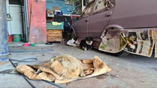 Tamirhanede doğum: Erkek köpek başlarından ayrılmadı