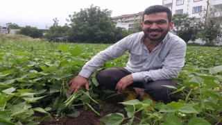 Tarlada kilosu 15 lira... Hatayda taze fasulye hasadı başladı