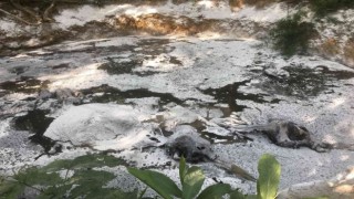 Tayland ormanlarında 5 ölü fil bulundu